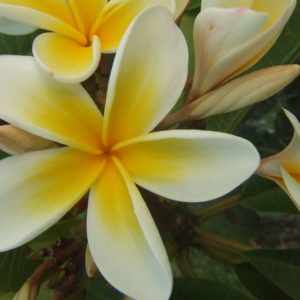 Macro: Frangipani Flower