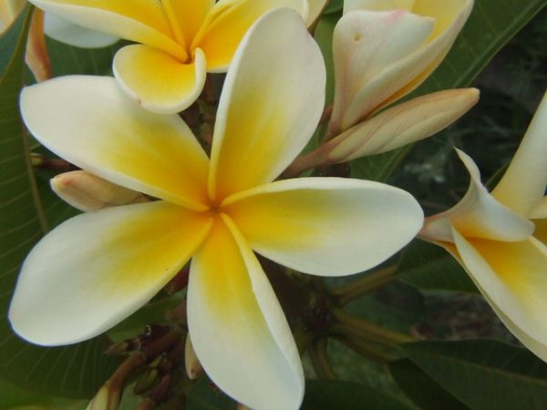 Macro: Frangipani Flower