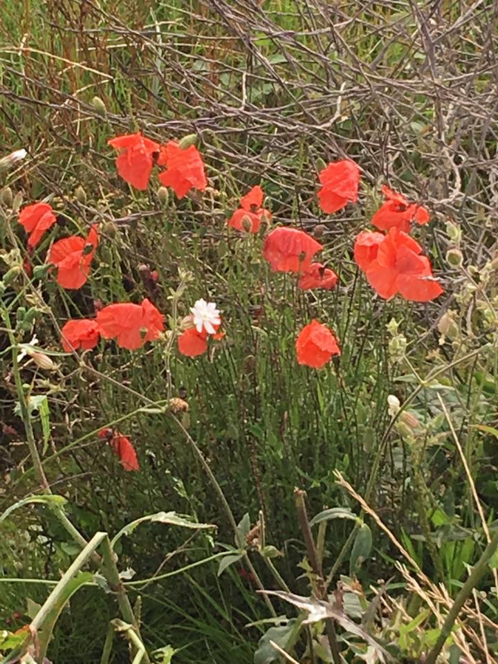 Poppies at Stonehenge