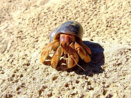 My First Encounter with a Hermit Crab